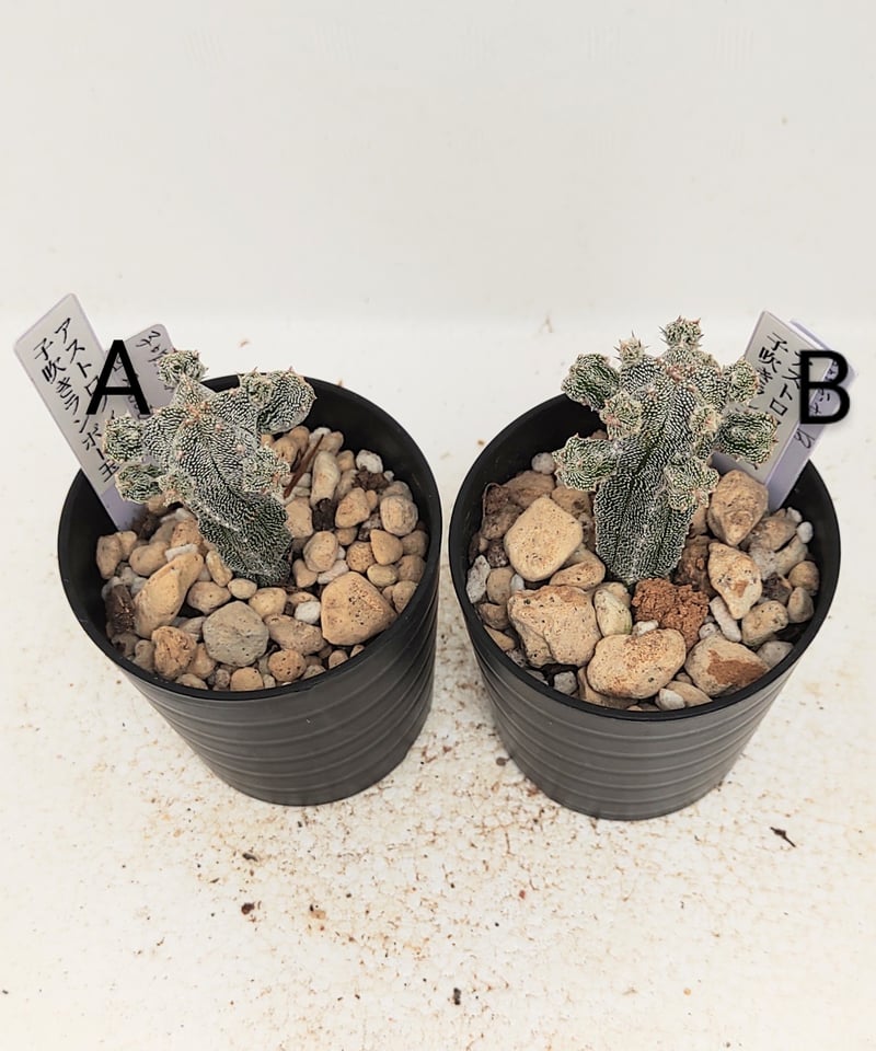 アストロフィツム　ランポー玉　斑入り　超大株 アストロフィツム ランポー玉 斑入り 超大株 玉 サボテン