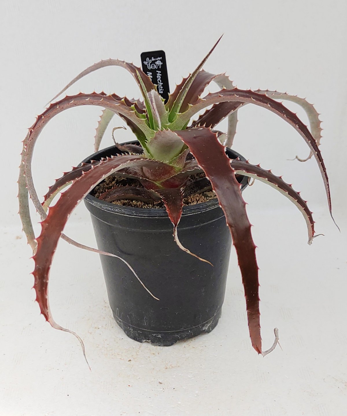 モンタナ ヘクチア | toA Succulent モンタナ ヘクチア | toA Succulent