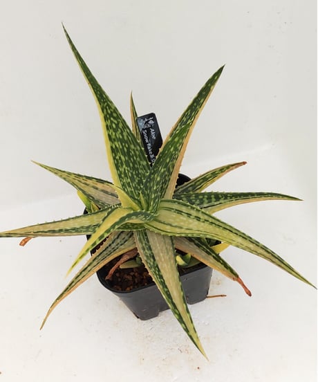CATEGORY アロエ | toA Succulent