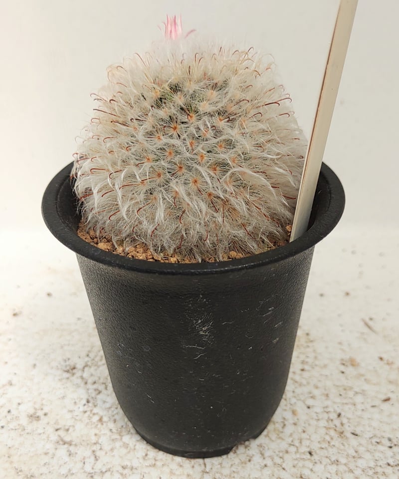 多毛高砂 サボテン | toA Succulent