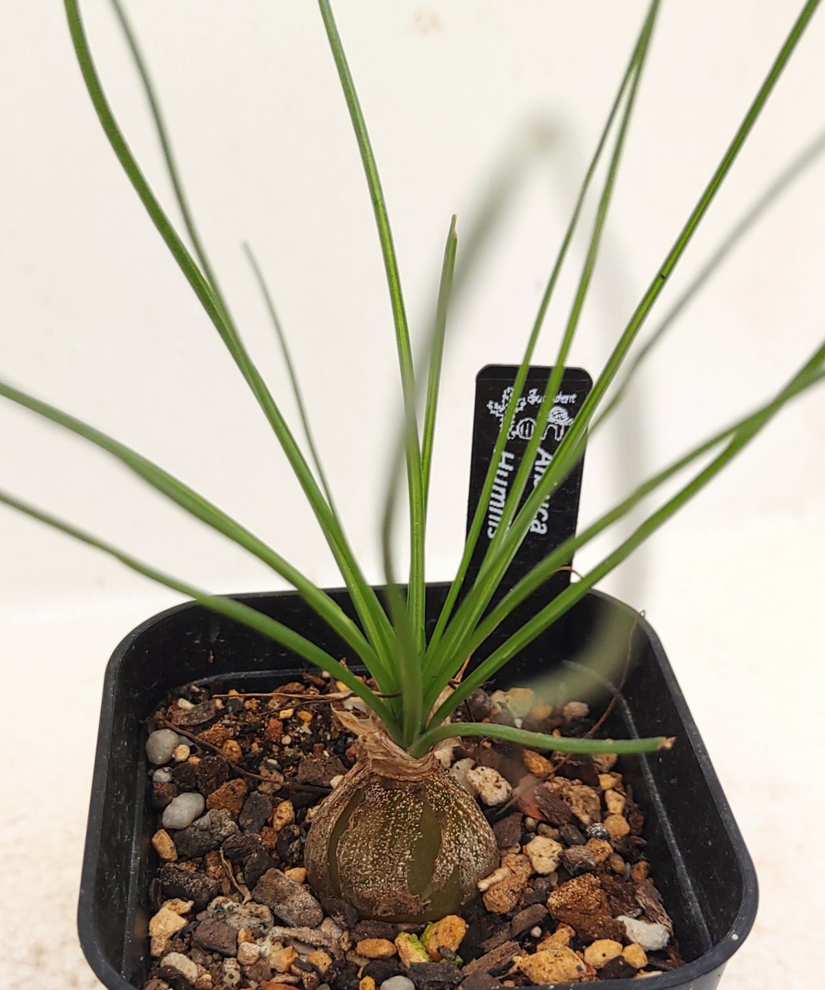 アルブカ・フミリス フミリス アルブカ | toA Succulent