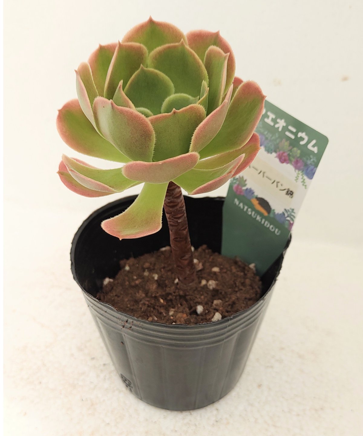 スーパーバン錦 アエオニウム | toA Succulent スーパーバン錦 アエオニウム | toA Succulent