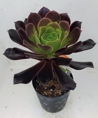多肉植物アエオニウム 錦❤️ 白黒グリッド ❤️ 白鳳錦 アエオニウム | toA Succulent