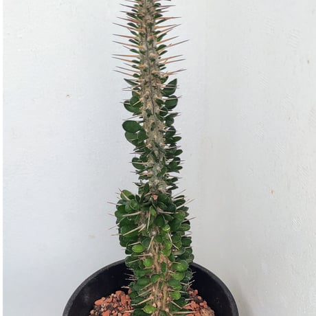 アローディア | STORES