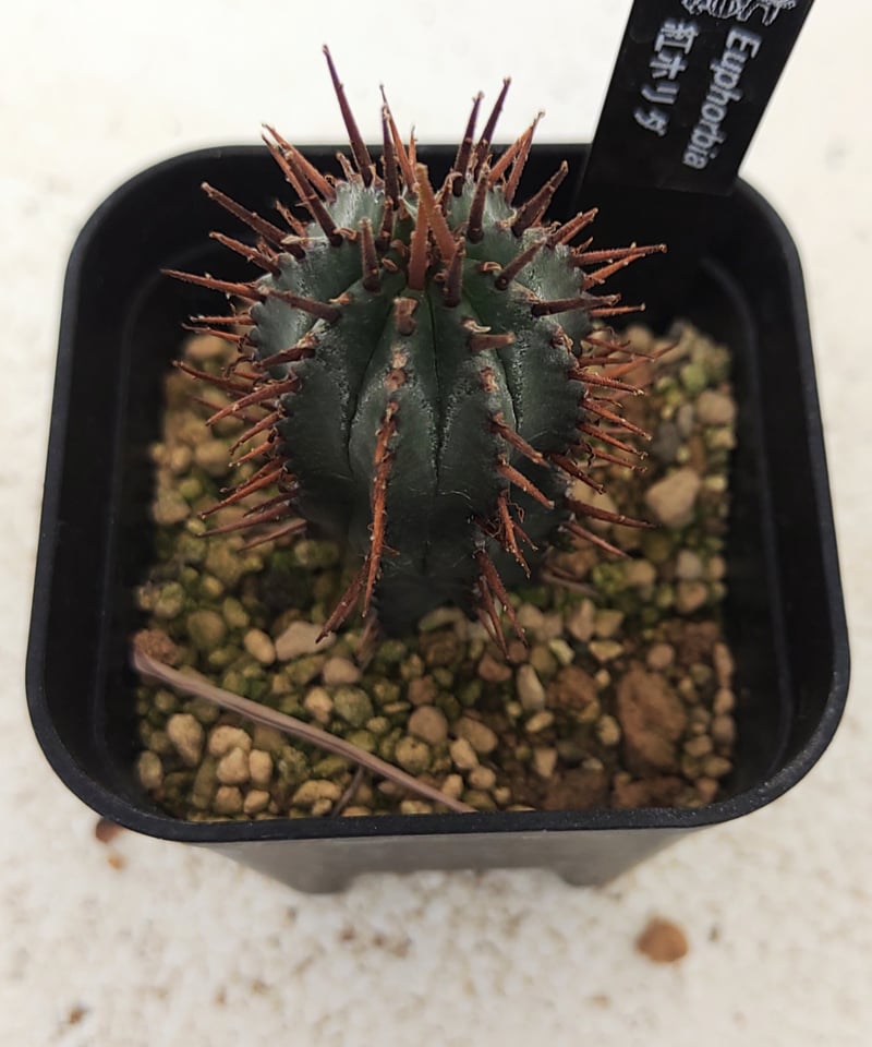 紅ホリダ ユーフォルビア | toA Succulent