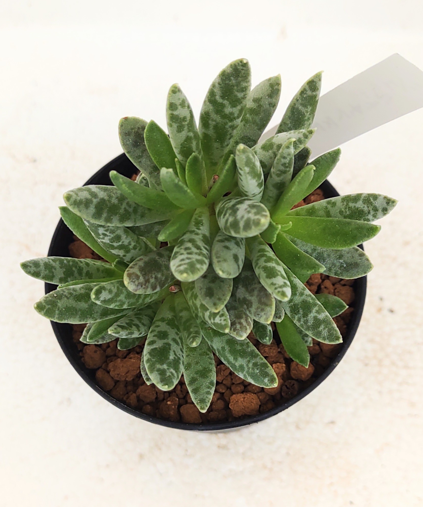 シュルドチアヌス アドロミスクス | toA Succulent