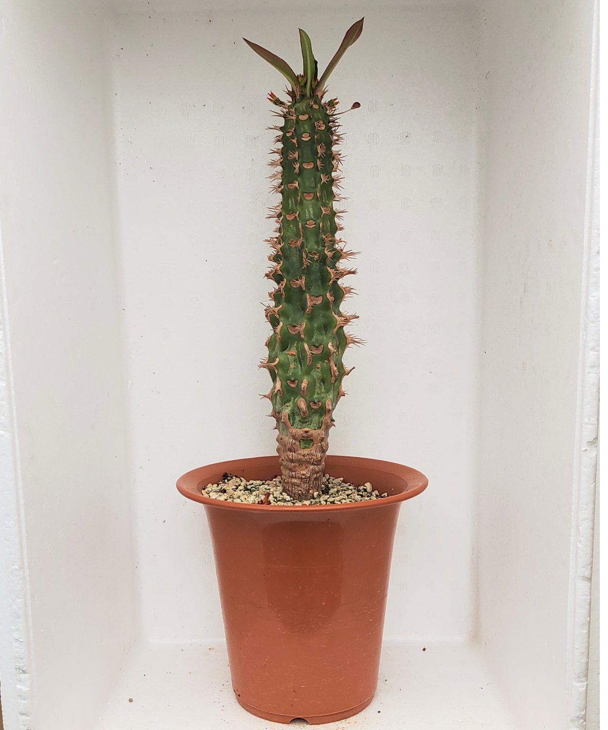 珍種 マトニア ペクチナータ（シダ植物、胞子培養苗） 希少なシダ、名も知らず育てられ 民家の植木鉢で大切に｜京都