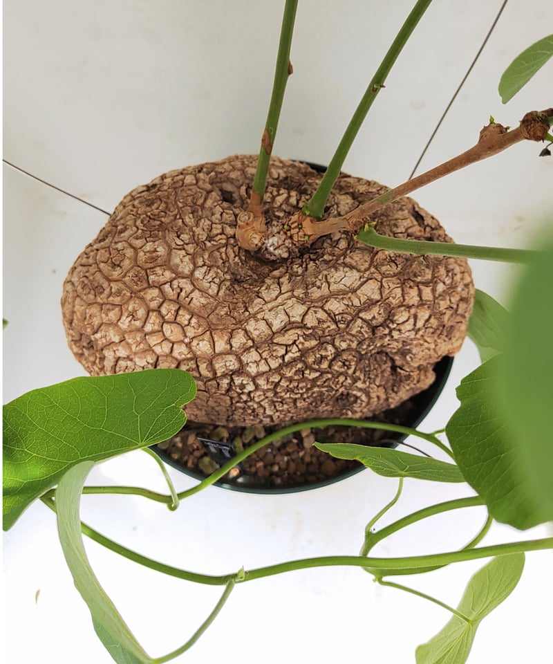 ステファニア ヴェノサ ヴェノーサ スベローサ 現地株 ヴェノサ