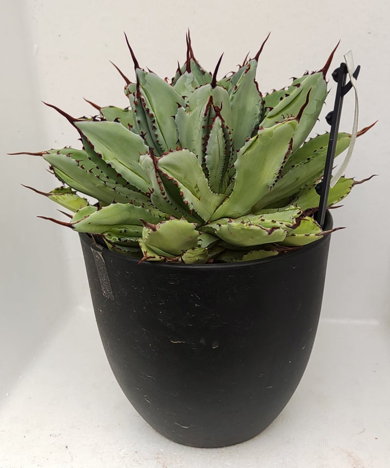 キュービック L アガベ | toA Succulent キュービック L アガベ | toA Succulent