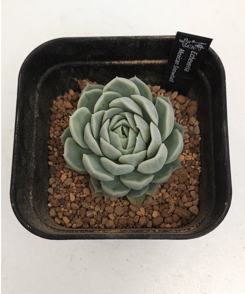 多肉植物 エケベリア メキシカンスノーボール