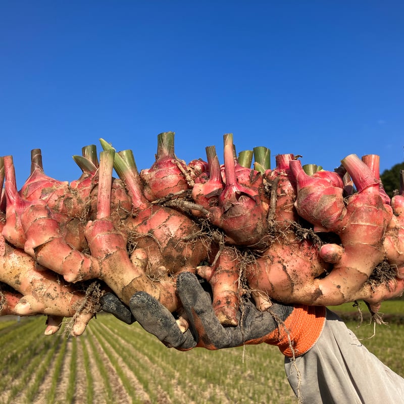 土佐四万十赤生姜500g〜800g 【栽培時農薬・化学肥料不使用】(60サイズ