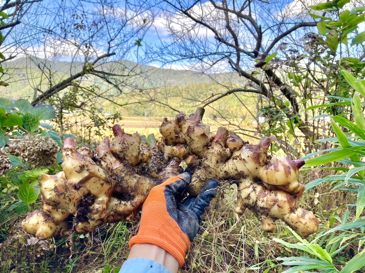 高知土佐四万十親生姜500g〜800g 【栽培時農薬・化学肥料不使用 ... 専用 親生姜 20キロ