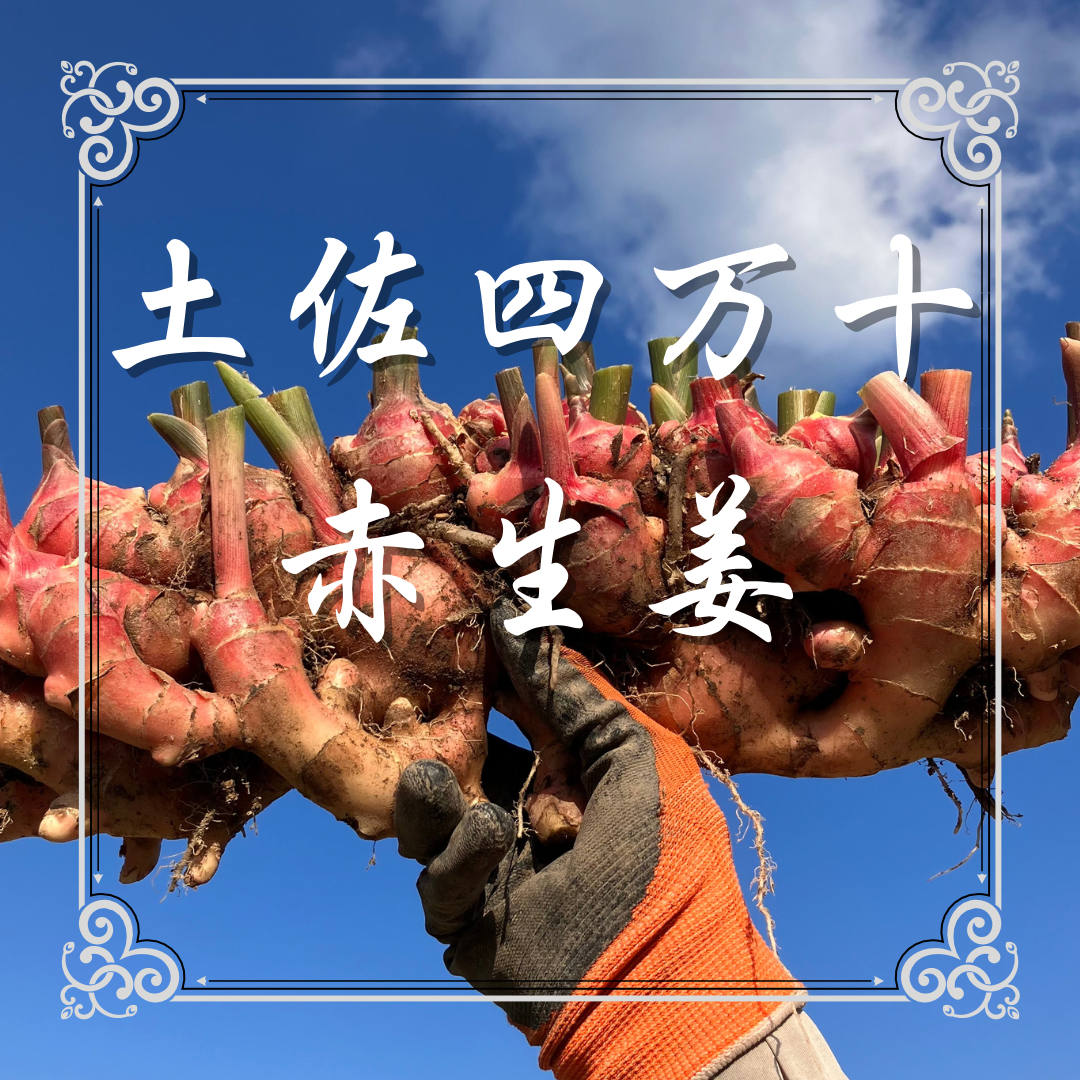 土佐四万十赤生姜500g〜800g 【栽培時農薬・化学肥料不使用】(60サイズ