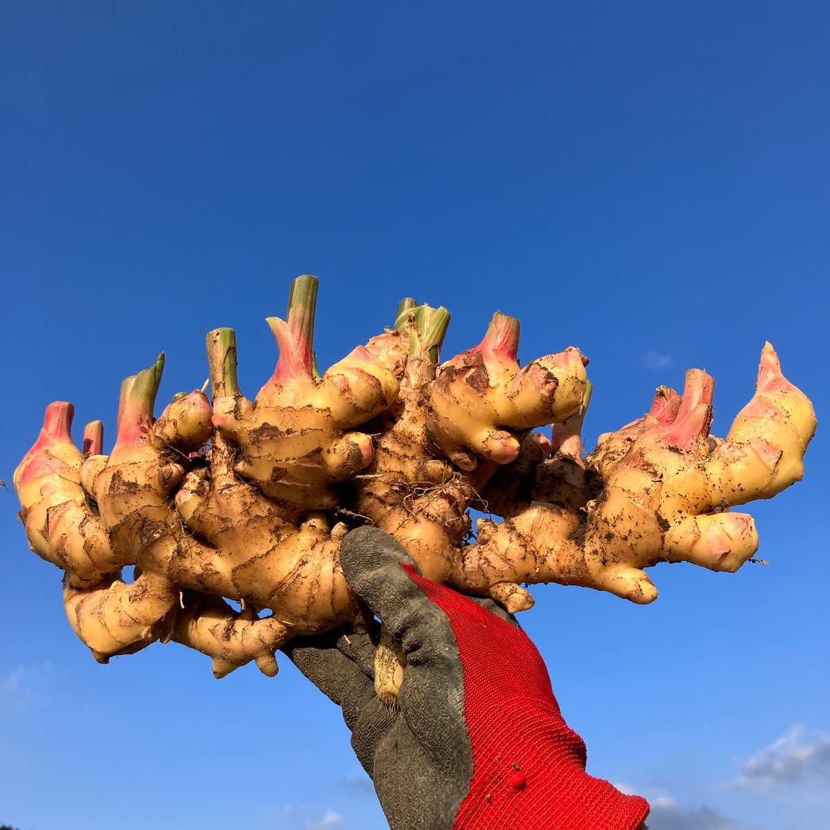 土佐四万十黄生姜2kg〜4kg 【栽培時農薬・化学肥料不使用】(80 土佐四万十黄生姜2kg〜4kg 【栽培時農薬・化学肥料不使用】(80