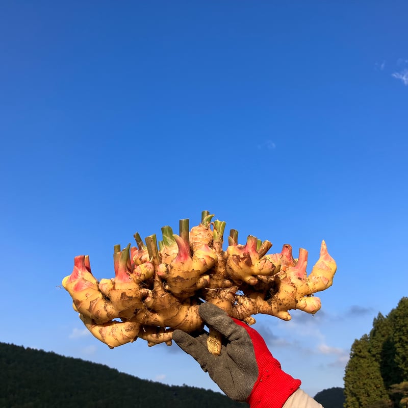 土佐四万十黄生姜500g〜800g 【栽培時農薬・化学肥料不使用】(60サイズ