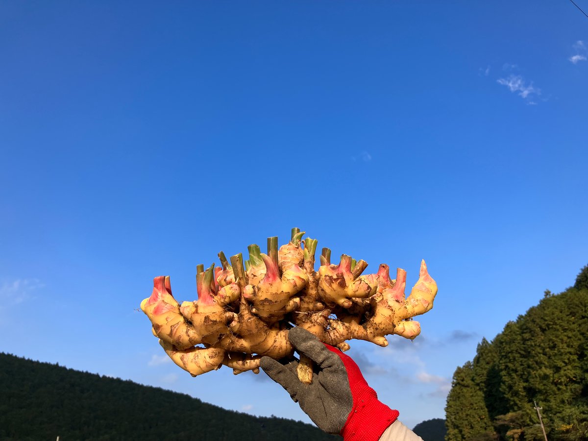 土佐四万十黄生姜500g〜800g 【栽培時農薬・化学肥料不使用】(60サイズ
