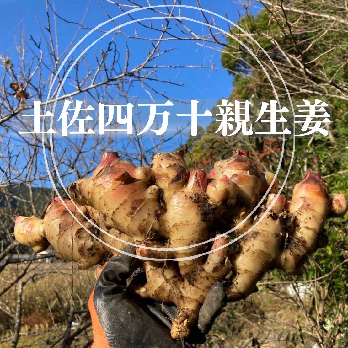 高知県産親生姜6Kg yb2-mf-wos-t.jpg