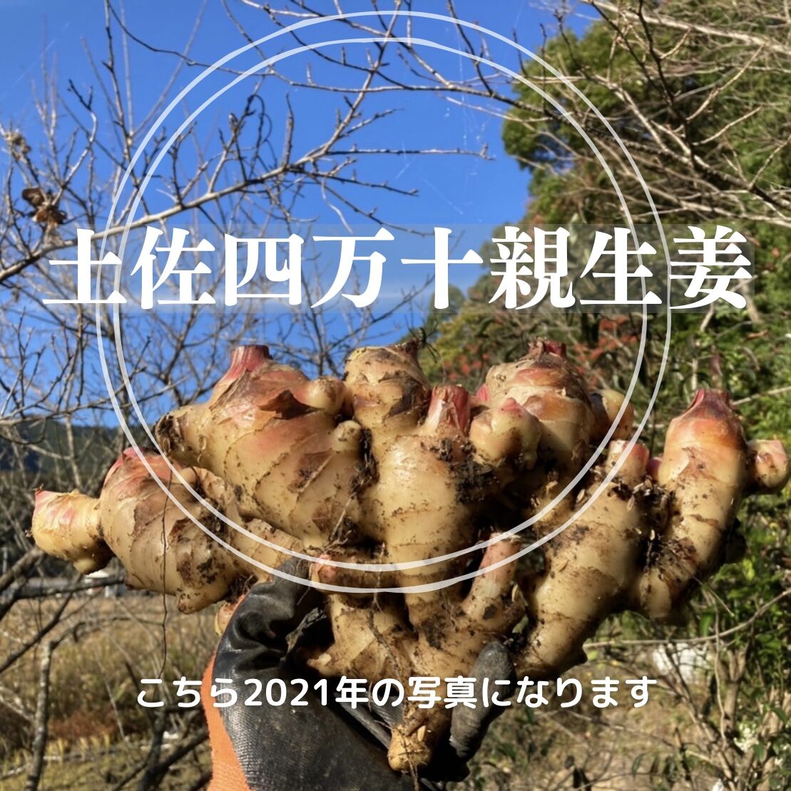 土佐四万十親生姜 1.8kg〜4kg(80サイズ) 専用 親生姜 20キロ