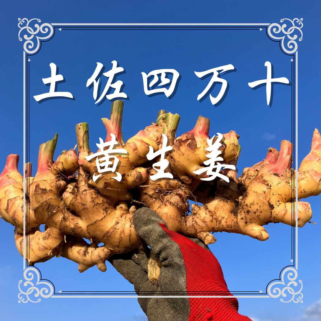 土佐四万十黄生姜500g〜800g 【栽培時農薬・化学肥料不使用】(60サイズ