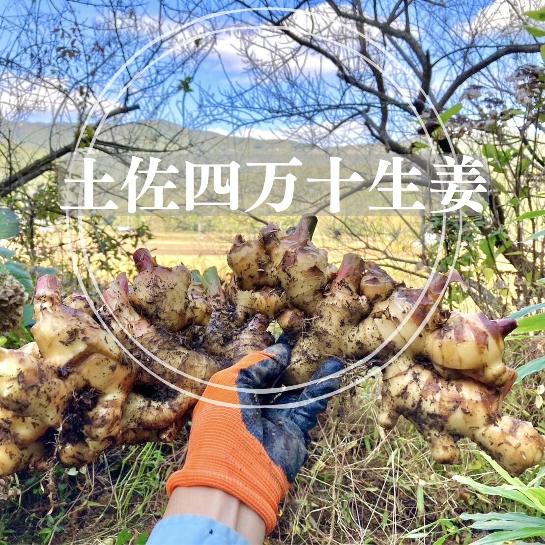 高知土佐四万十生姜500g〜800g【栽培時農薬・化学肥料不使用】(60サイズクール)