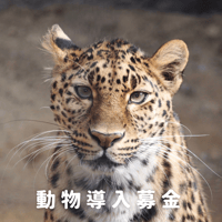 動物導入募金Bコース