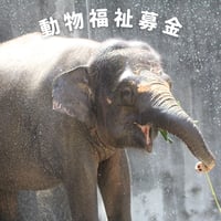 動物福祉募金Dコース