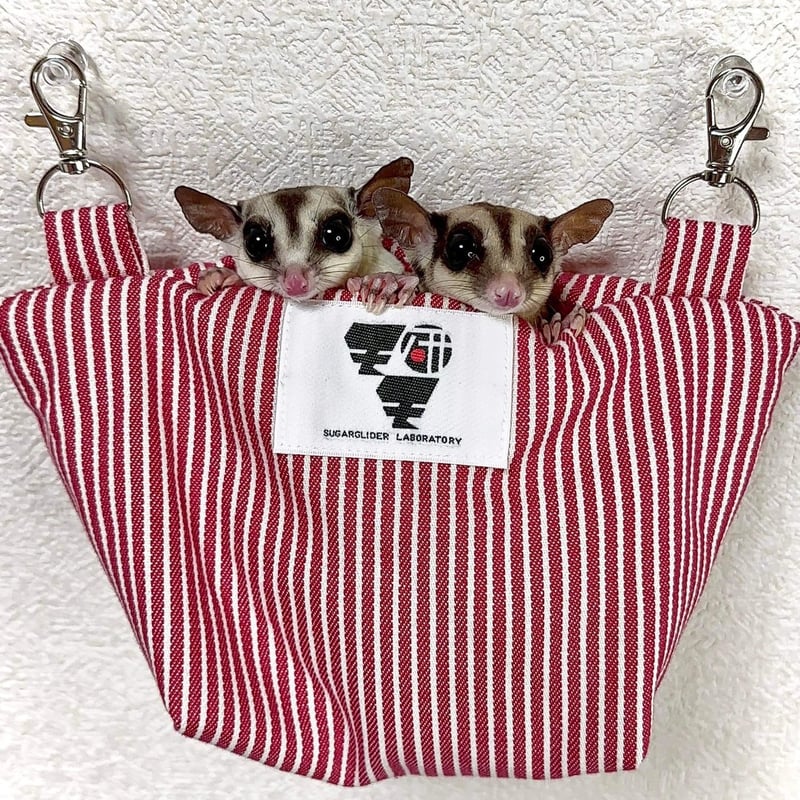 フクロモモンガ 100074 Safari【フクロモモンガ】（廃番）｜動物・恐竜