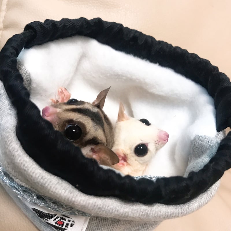 フクロモモンガポーチ フクモモポーチ かぼちゃポーチ 窓付きかぼちゃポーチ フクロモモンガポーチ フクモモポーチ かぼちゃポーチ 窓付き