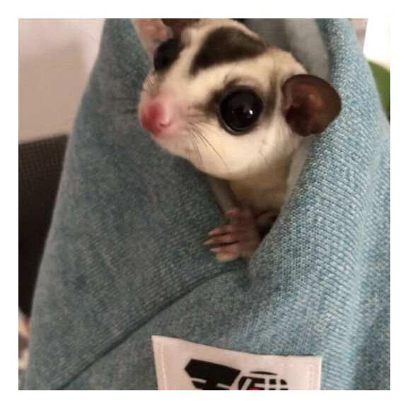 モモ研吊り下げベッド・フクモモ小町（ブルー） | ももんが博士