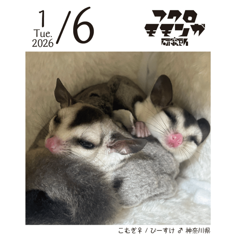 2026フクロモモンガ研究所・みんなの365日めくりカレンダー | ももんが