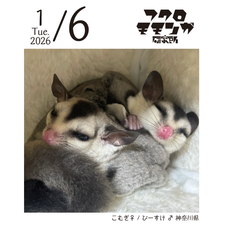 2026フクロモモンガ研究所・みんなの365日めくりカレンダー | ももんが