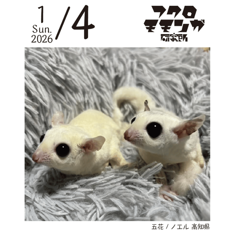 2026フクロモモンガ研究所・みんなの365日めくりカレンダー | ももんが