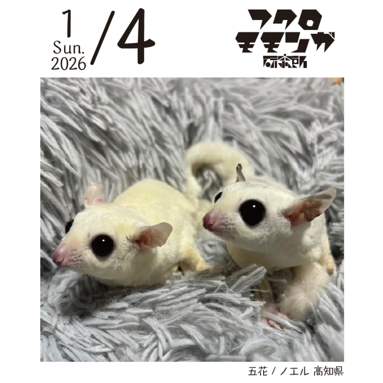 2026フクロモモンガ研究所・みんなの365日めくりカレンダー | ももんが