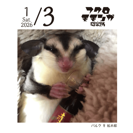 2026フクロモモンガ研究所・みんなの365日めくりカレンダー
