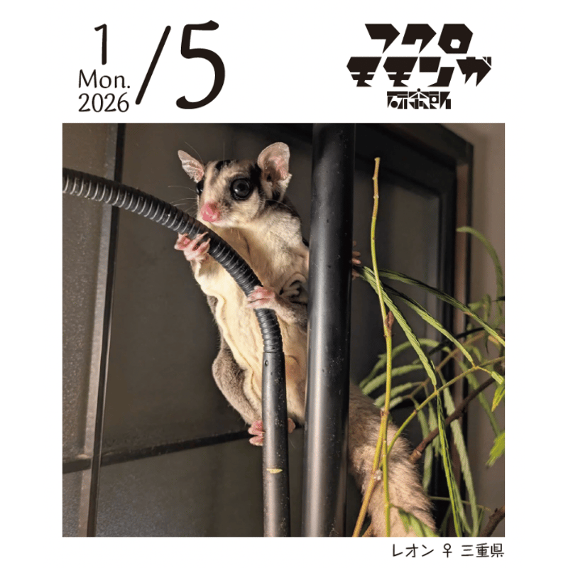 2026フクロモモンガ研究所・みんなの365日めくりカレンダー | ももんが