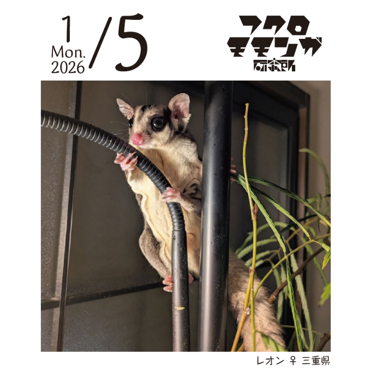 【年末年始特別オーダー専用ページ】フクロモモンガ 2026フクロモモンガ研究所・みんなの365日めくりカレンダー | ももんが