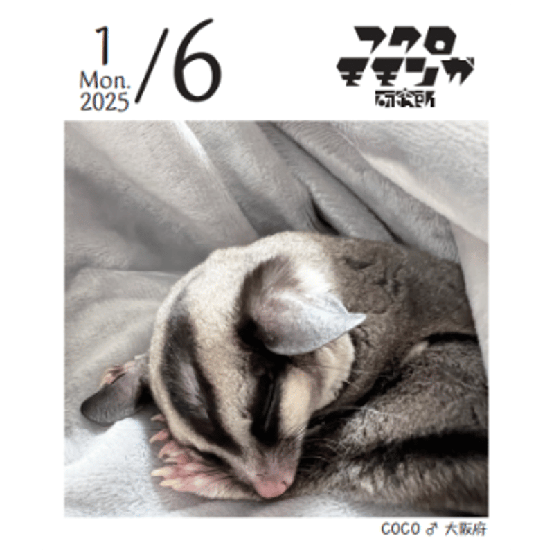 ももクロ日めくりカレンダー2025 2025フクロモモンガ研究所・みんなの365日めくりカレンダー