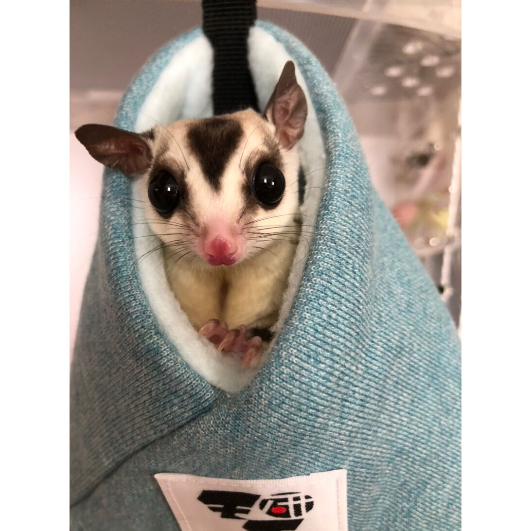 フクロモモンガ床置きベット ももんがもんもん共和国 ,寝床（フクロモモンガ） | はりねず