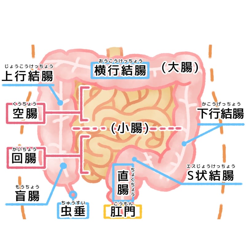 ホリスティックチネイザンセラピスト養成講座 DVD Yuki式チネイザンマスターコース【完全版動画教材