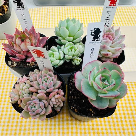 2号苗SET  ❻