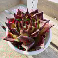 エッジブラック