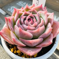 スカイワールド