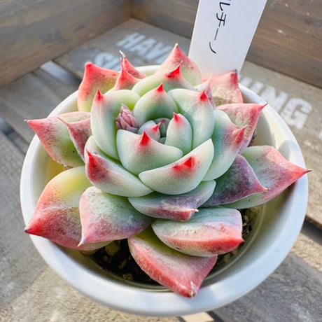 CATEGORY 多肉植物 | GREEN SANTA ☆anybody CATEGORY 多肉植物 | GREEN SANTA ☆anybody