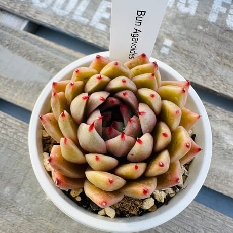 Bun Agavoides