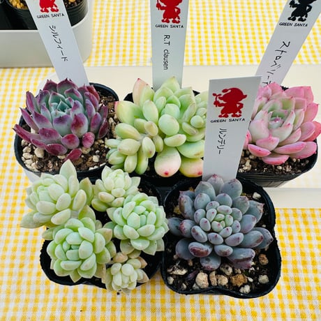2号苗SET  ❹