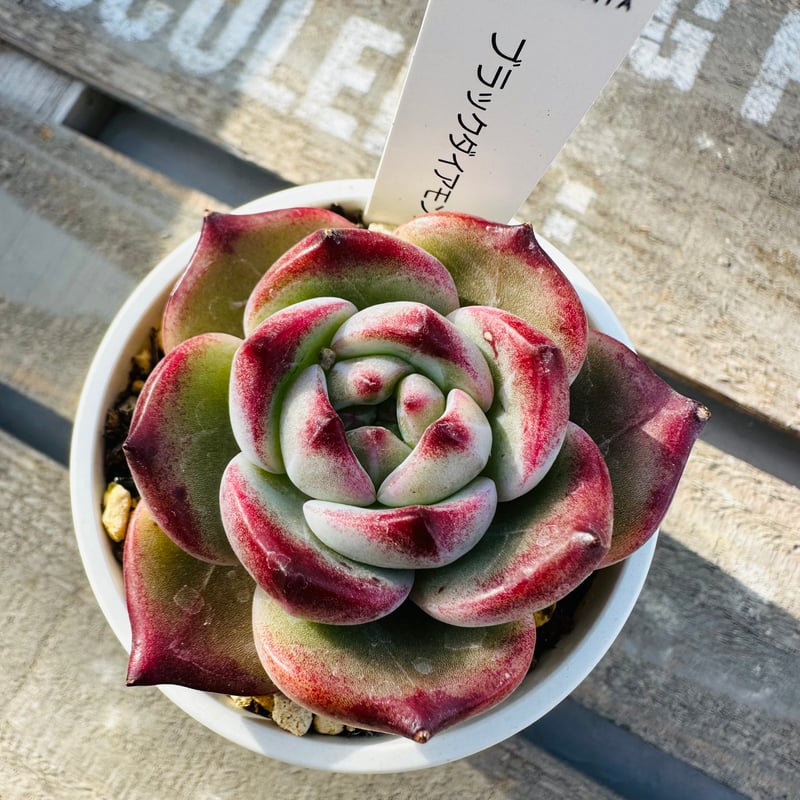 ブラックダイアモンド | GREEN SANTA ☆anybody