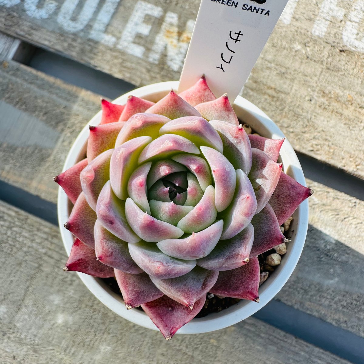 サノフィ | GREEN SANTA ☆anybody