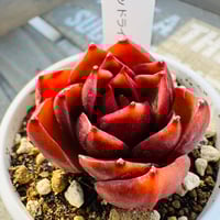 オーストラリアキャプテンヘイ | GREEN SANTA ☆anybody