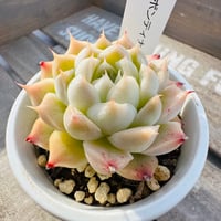 ポンティナ