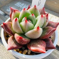 ランコム